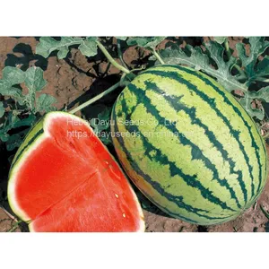 Medium Mature Large Fruit Watermelon Seedless Watermelon Watermelon Seeds Wholesale Suppliers thumbnail-4