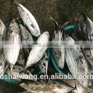 Frozen Seafood Skipjack Tuna Fish Sale With Size 300 - 750g + thumbnail-3