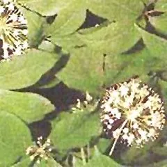 Siberian Ginseng Extract Eleutheroside thumbnail-3