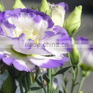 Color Antique Natural Fresh Eustoma thumbnail-1