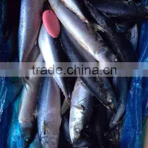 Chilled Pacific Mackerel Whole Round Size 200-300g thumbnail-1