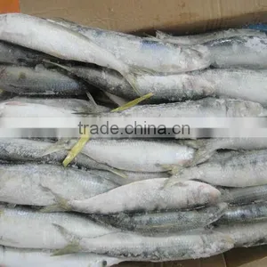 Frozen Sardine Fish Canned Sardine Sardinella Longiceps From Pacific Ocean thumbnail-6