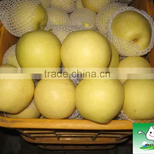 China Fresh Golden Pear ,pear Fruit thumbnail-1