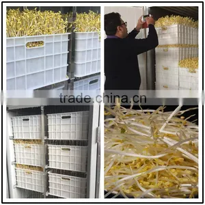 Bean Sprout Machine/yellow Bean Sprout Machine thumbnail-3