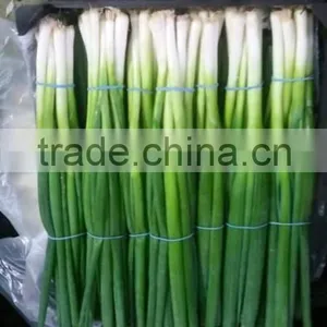 Spring Onion thumbnail-6