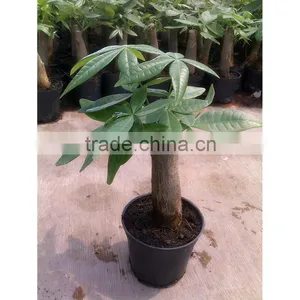 International Flowers Mini Money Tree Bonsai Made in China thumbnail-1