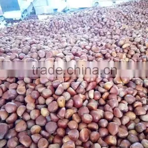 CHINESE CHESTNUTS/ COMMON CHESTNUTS thumbnail-6