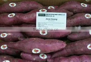 Viet Nam Sweet Potato thumbnail-1