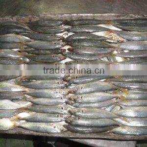 Indo Pacific Mackerel ( Short Body Mackerel) thumbnail-2