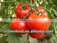 Various Kinds 70g to 4500g Tomato Paste for Canned Metal Tins thumbnail-1