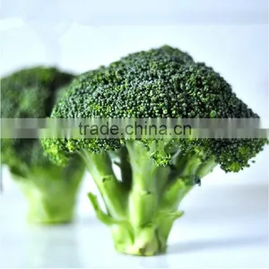 China Wholesale Broccoli, Broccoli Powder,Dried Broccoli Best Selling Products in Europe thumbnail-6