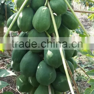 2016 Hybrid F1 High Yield Red Lady Papaya Seeds For Growing Thaiwan thumbnail-4