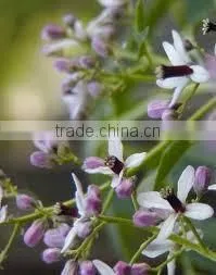 Neem Seed Oil thumbnail-1