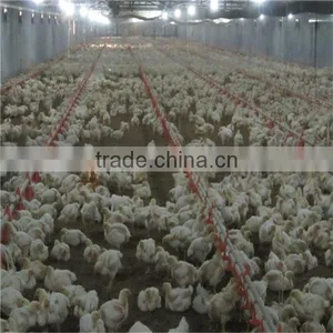 Automatic Poultry Equipment for 40'x450' Broiler Houses thumbnail-1