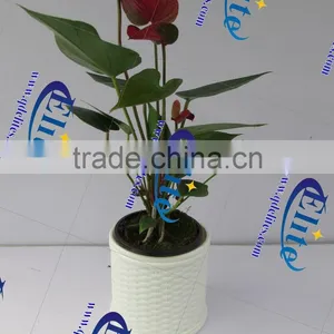 4 Mini Flower Pot Indoor/outdoor Flower Pot Color Flower Port thumbnail-4