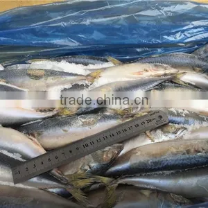 Frozen Pacific Mackerel for Bait thumbnail-4