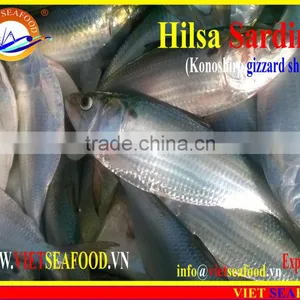 FROZEN DOTTED GIZZARD SHAD FISH thumbnail-6