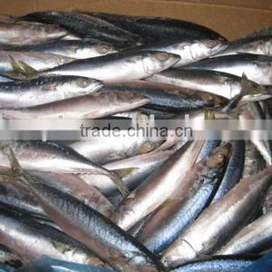 Frozen Mackerel Fish(6-8pcs/kgs) thumbnail-1