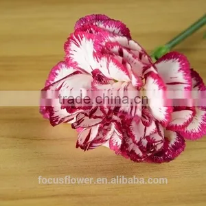 Export Fresh Fresh Cut Flowers Colombia Carnation to the Beloved thumbnail-1