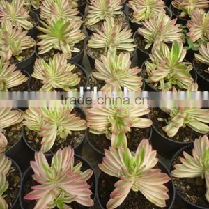 Crassula Campfire Variegata thumbnail-1