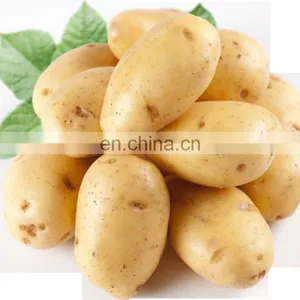 High Quality Single-row Garlic and Potato Digger Harvester for Sale thumbnail-5