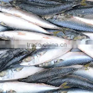 Hot Sale Mackerel WR thumbnail-3