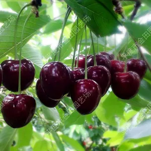 Royal Dawn Cherry Seedling thumbnail-1