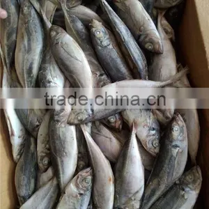 2015 New Coming Sea Frozen Horse Mackerel thumbnail-3