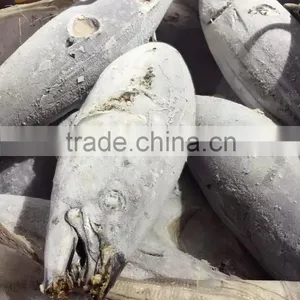 Longline Frozen Skipjack Tuna 5kg up ( Katsuwonus Pelamis) thumbnail-1
