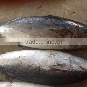 2016 Grade A and Cheapest Bonito Size 1-1.5kg or up From China thumbnail-1