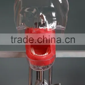 Best Selling Simple Head Model for Dental Class High Quality Simple Cheap Surgical Training Model for Dentistry Students thumbnail-1