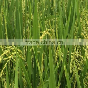 CHEAPEST PRICE 5% BROKEN LONG GRAIN WHITE RICE FROM VIETNAM thumbnail-2