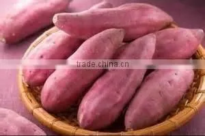 HIGH QUALITY FRESH SWEET POTATO/FROZEN SWEETPOTATO thumbnail-1