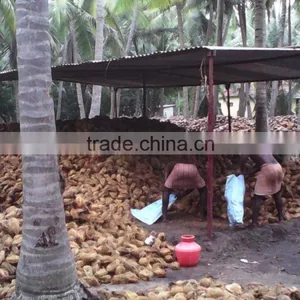 Matured Coconuts thumbnail-2