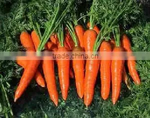 Carrots Fresh thumbnail-1