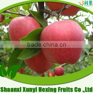 Top Good Taste Qinguan Apple Fruit at Cheap Prices thumbnail-1