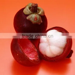 Mangosteen Fruit Seedling thumbnail-1