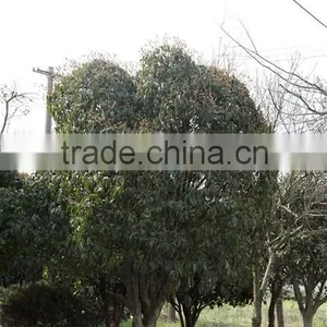Ulmus Pumila L. Tree thumbnail-2