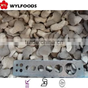 New Crop Frozen Baby Oyster Mushroom 2015 Good Quality Best Prices From China thumbnail-3