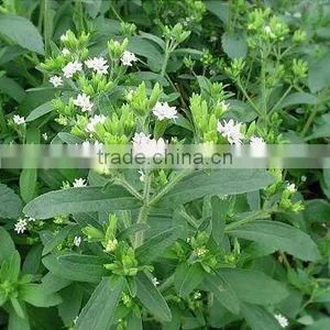 100% Natural China Stevia Leaf Extract ISO, GMP, HACCP, KOSHER, HALAL Certificated thumbnail-5