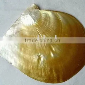 11-14cm Polished Gold Mother of Pearl Sea Shell thumbnail-1