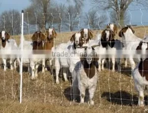 Fiber Reinforced Plastic Used Fence Post for Sale thumbnail-1