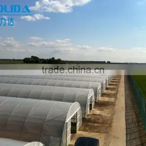 8m/9m/10m Single Span Tunnel Greenhouse For Sale thumbnail-1