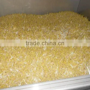 US Design Automatic Bean Sprout Machine thumbnail-3