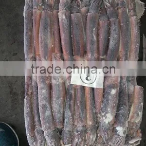 Whole Round Frozen Illex Squid thumbnail-2