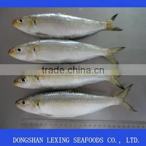Frozen Sardine thumbnail-2