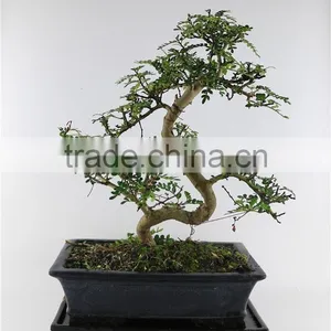 Pepper Tree Indoor Bonsai Export Wholesale thumbnail-2