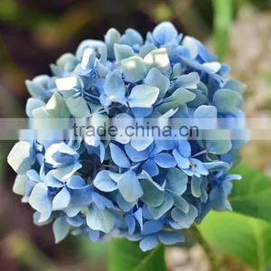 Home and Wedding Decoration Fresh Hydrangea Flower Hydrange Cut Flower thumbnail-1