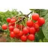 Sell Fresh Cherry thumbnail-1
