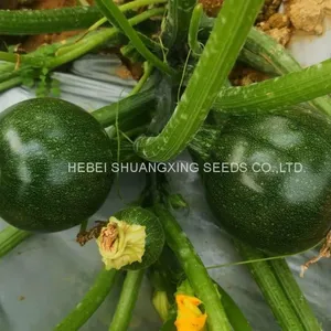 Dark Green Round Shape Hybrid Squash Seeds With Good Package thumbnail-1